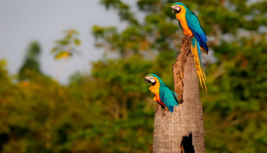 ASN Pará - Agência Sebrae de Notícias