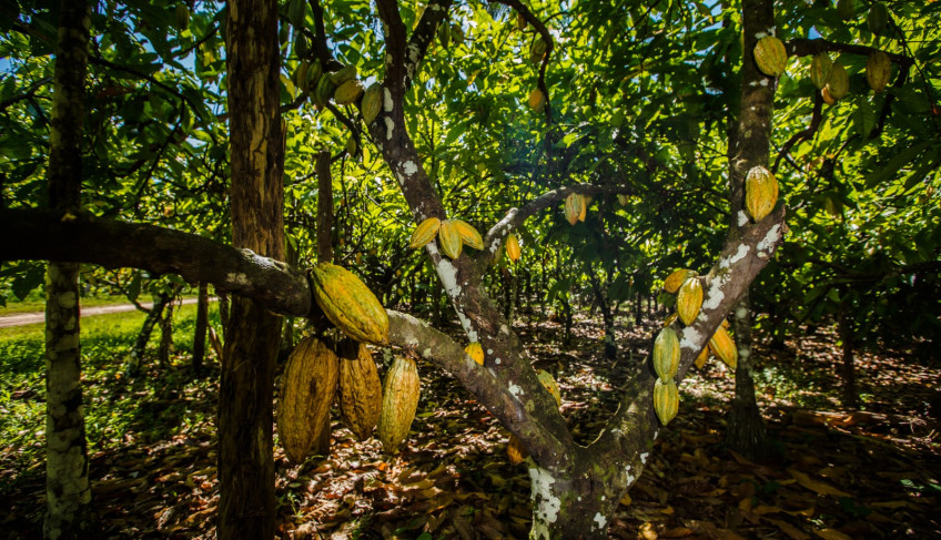 ASN Pará - Agência Sebrae de Notícias