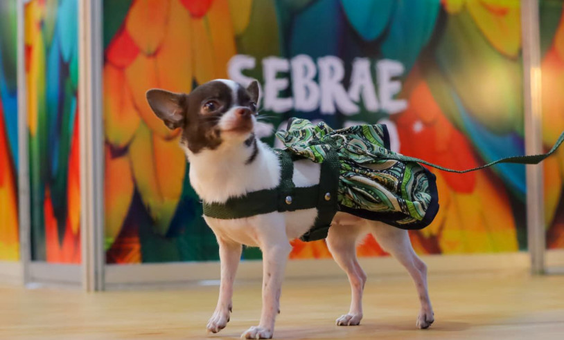 ASN Pará - Agência Sebrae de Notícias