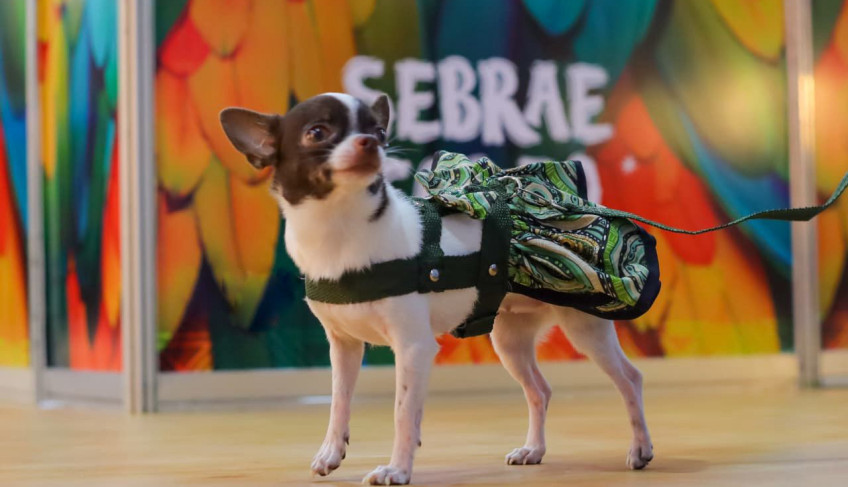 ASN Pará - Agência Sebrae de Notícias